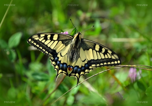 butterfly-491166