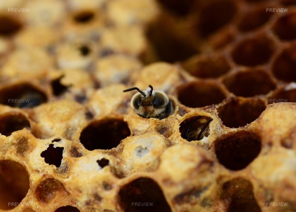 honey-bees-335906