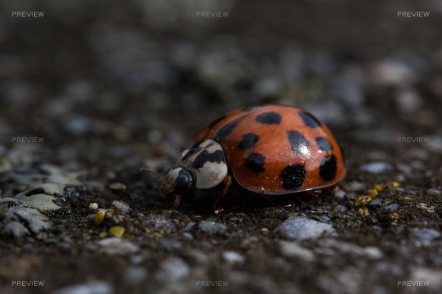 ladybug-196328