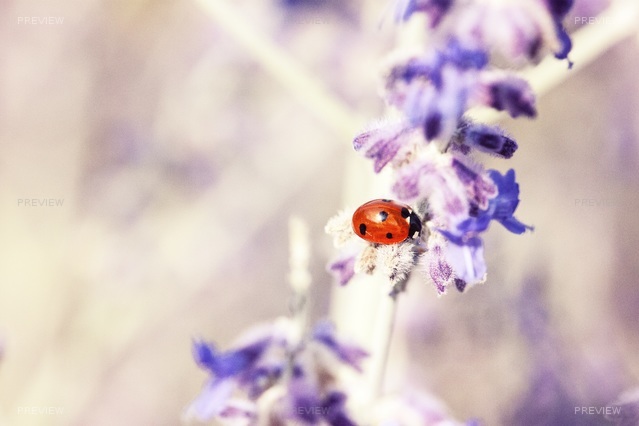 ladybug-676448