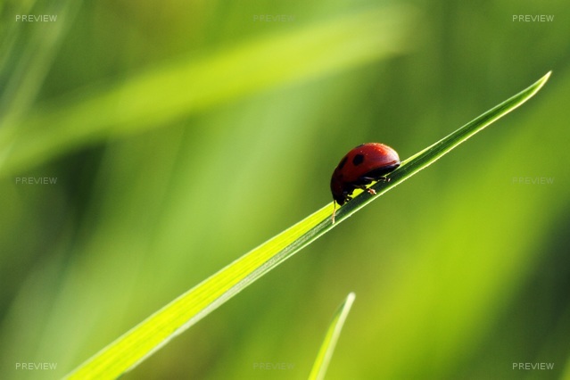 ladybug-702552