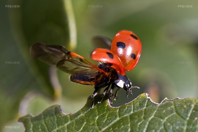 ladybug-743562