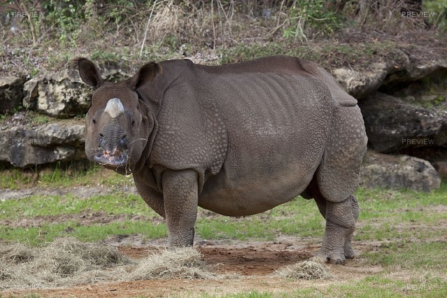 rhinoceros-743879