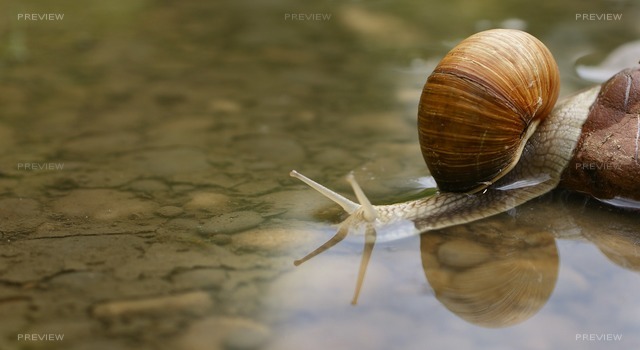 snail-187559