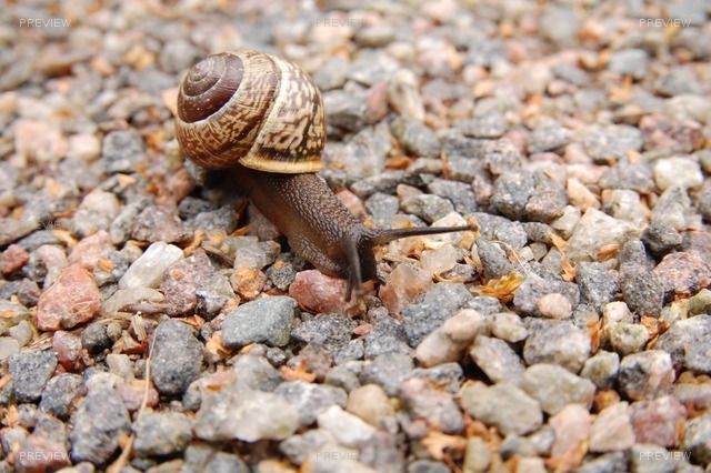 snail-221988