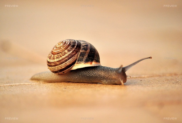 snail-231064