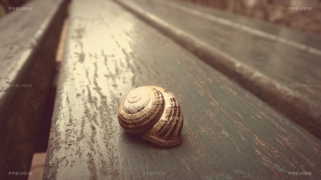 snail-623650