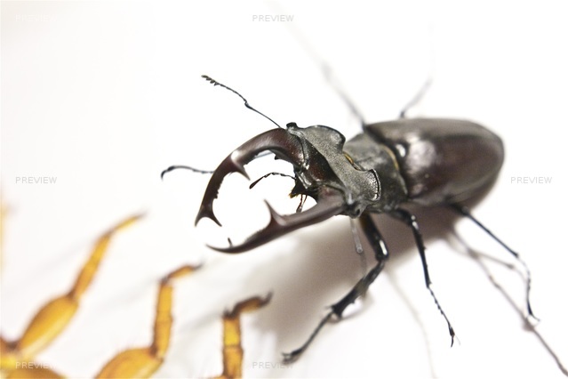 stag-beetle-591145
