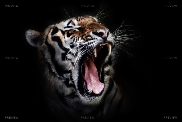 tiger-655593