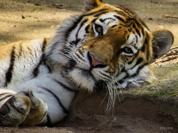 tiger-742425