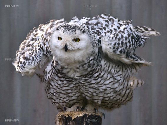 owl-727586