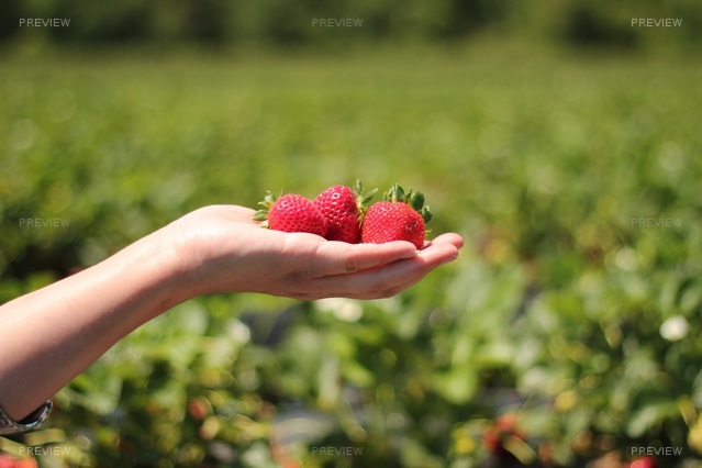 strawberries-484272