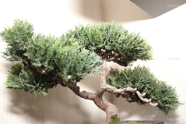 bonsai-tree-738463