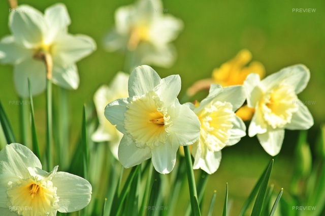 daffodil-733877