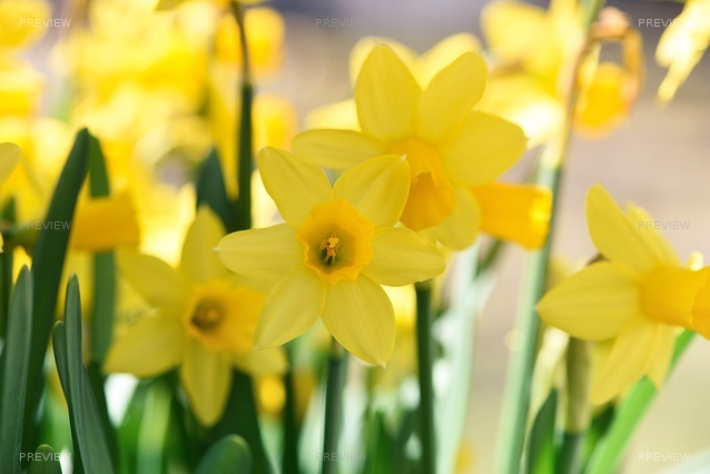 daffodils-716372