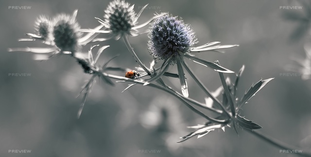 ladybug-662882