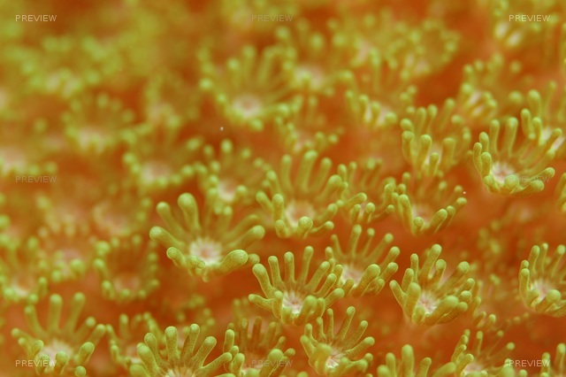 sea-anemone-562841