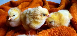 chicks-573377