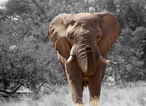 elephant-84186