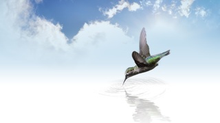 hummingbird-736890