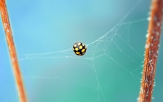 ladybug-462576