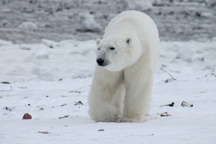 polar-bear-404317