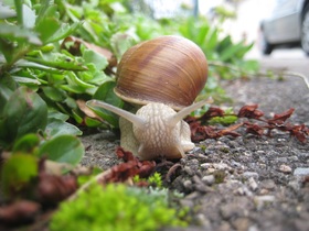 snail-414963