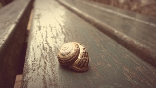 snail-623650