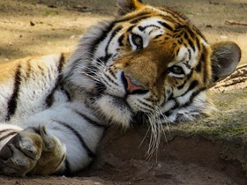 tiger-742425