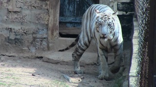 white-tiger-741139