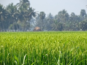 rice-grass-741546