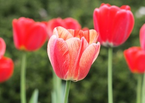 tulips-744288